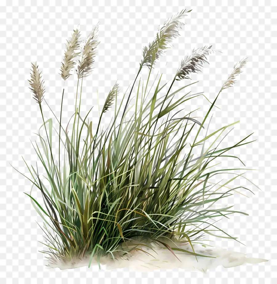 Grass De Karl Foerster，Plante PNG