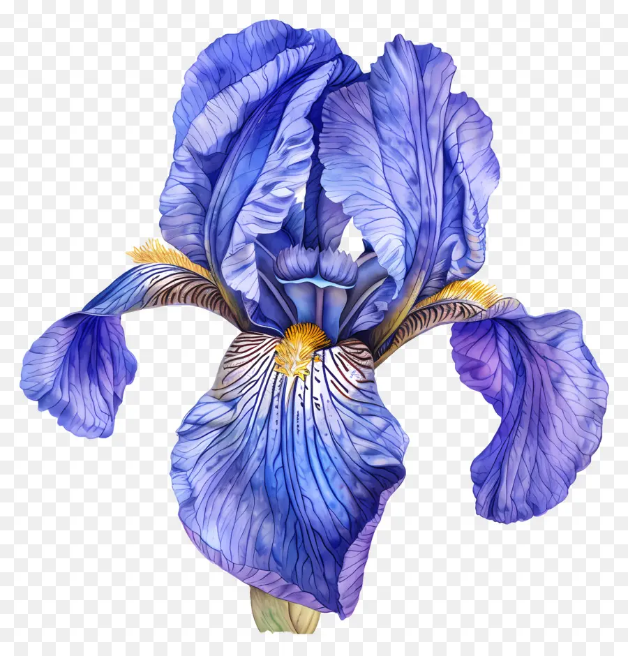 Iris Fleur，Bleu Iris PNG