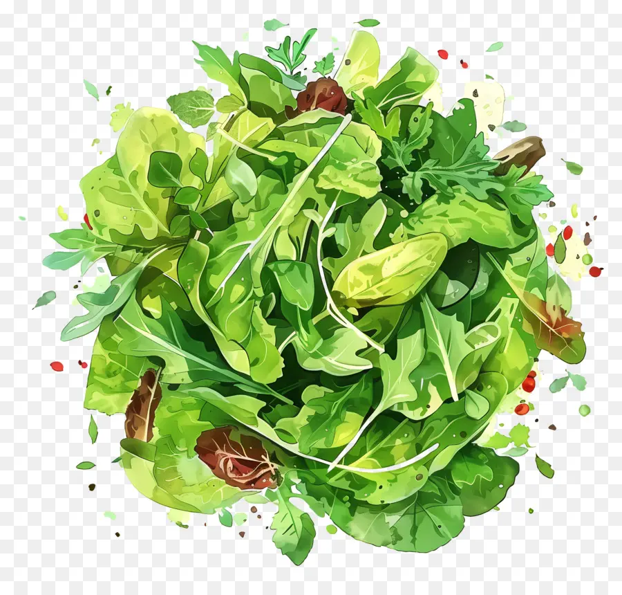 Salade Verte，Salade PNG