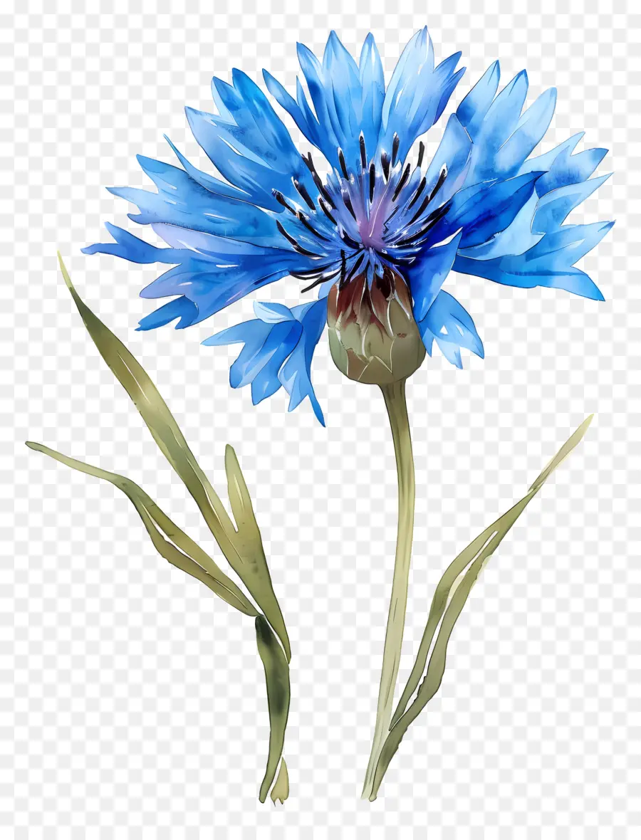 Bleu Bleuet，Fleur Bleue PNG