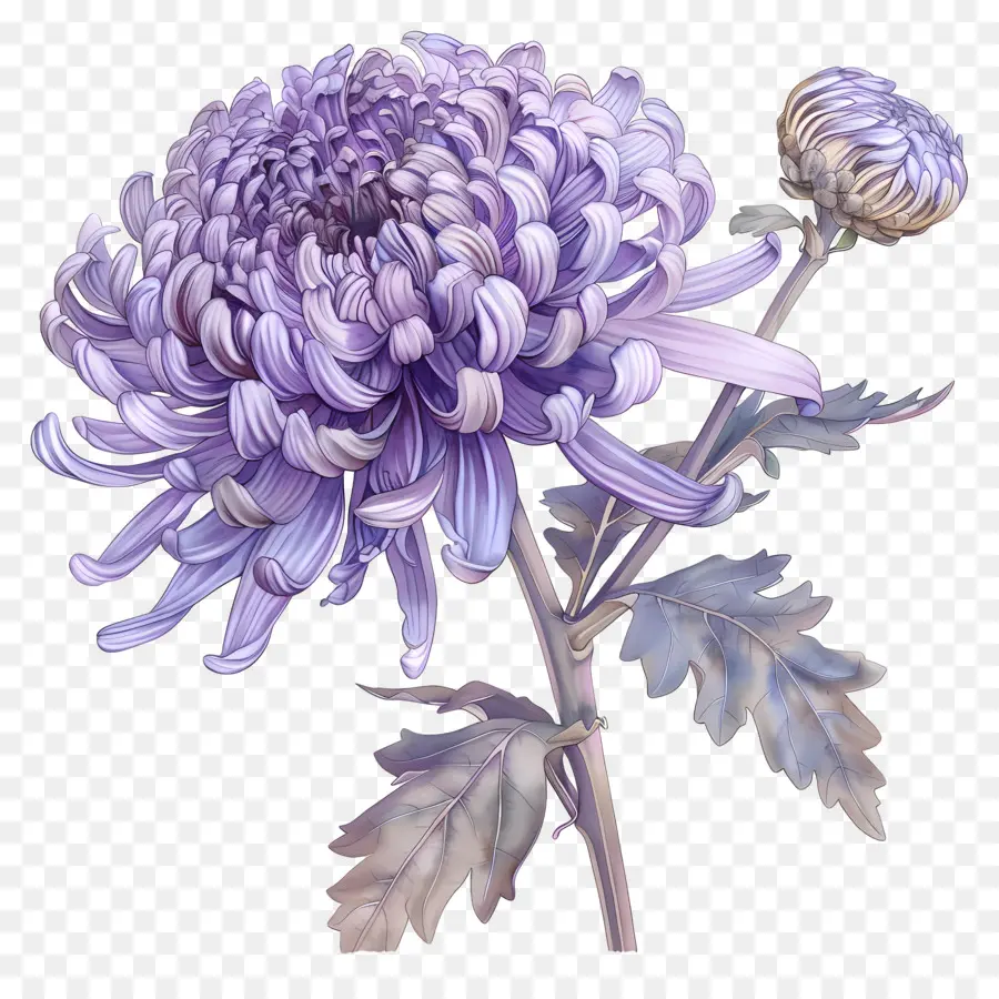 Violet Chrysanthème，Chryanthus PNG