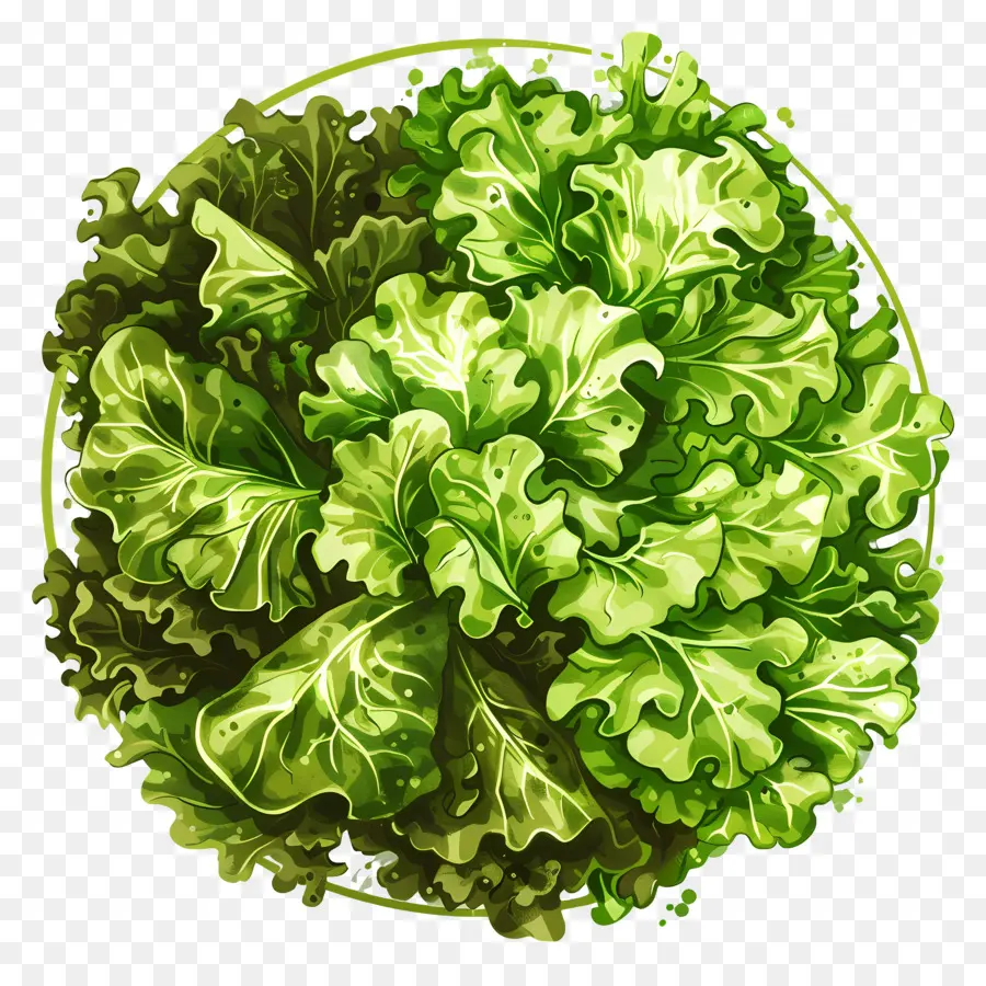Salade Verte，Laitue PNG