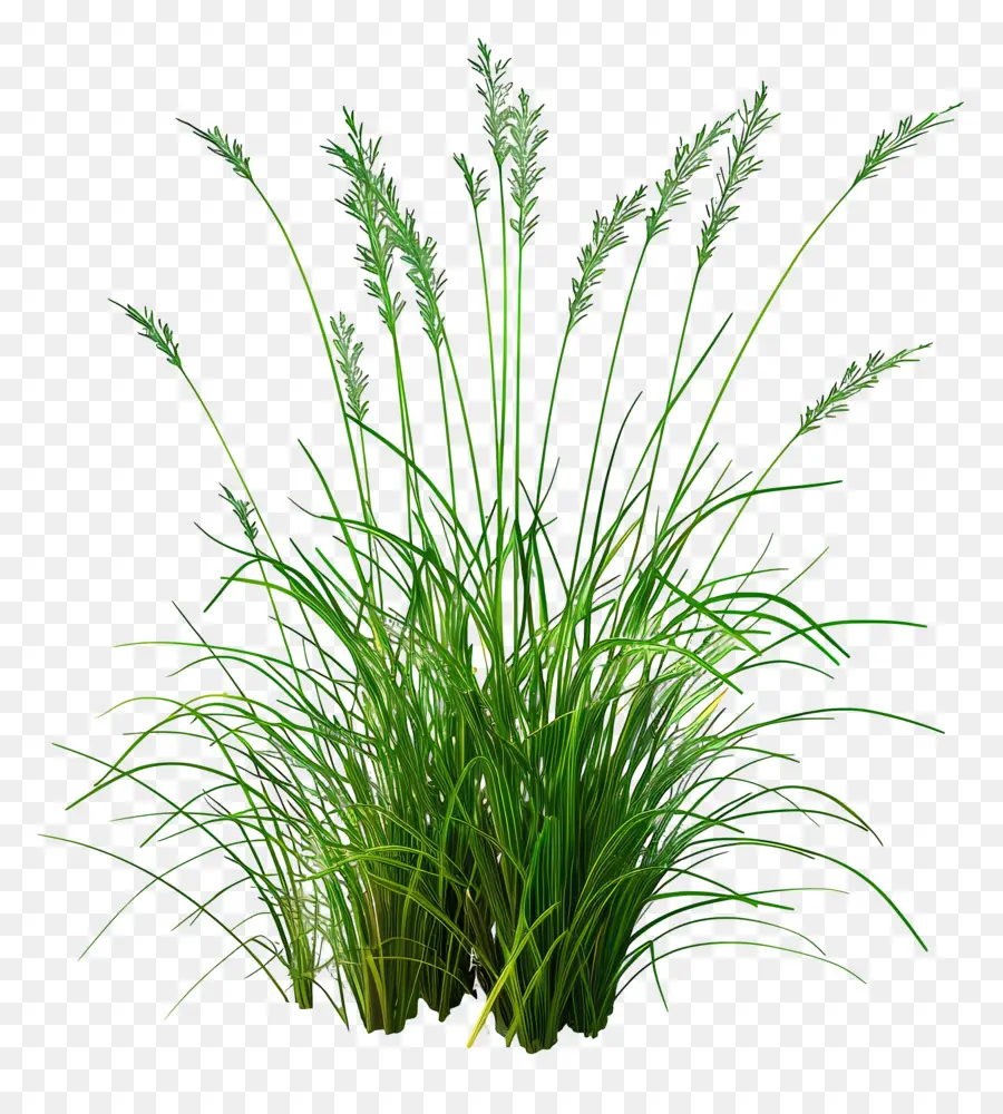 Grass De Karl Foerster，Grande Usine PNG