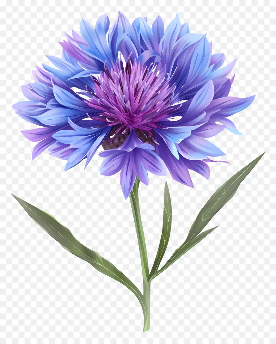 Fleur De Marn Pourpre，Plante De Chenopode Bleu PNG