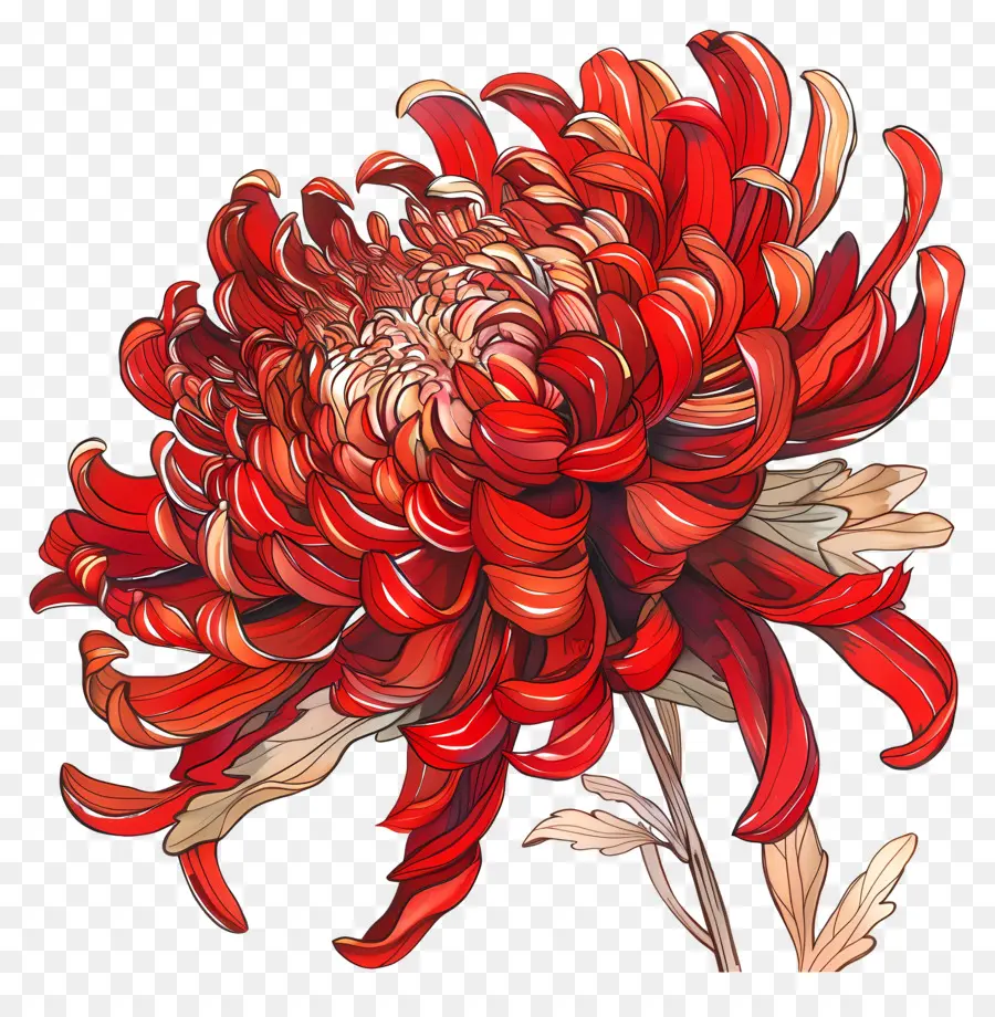 Rouge Chrysanthème，Aquarelle PNG