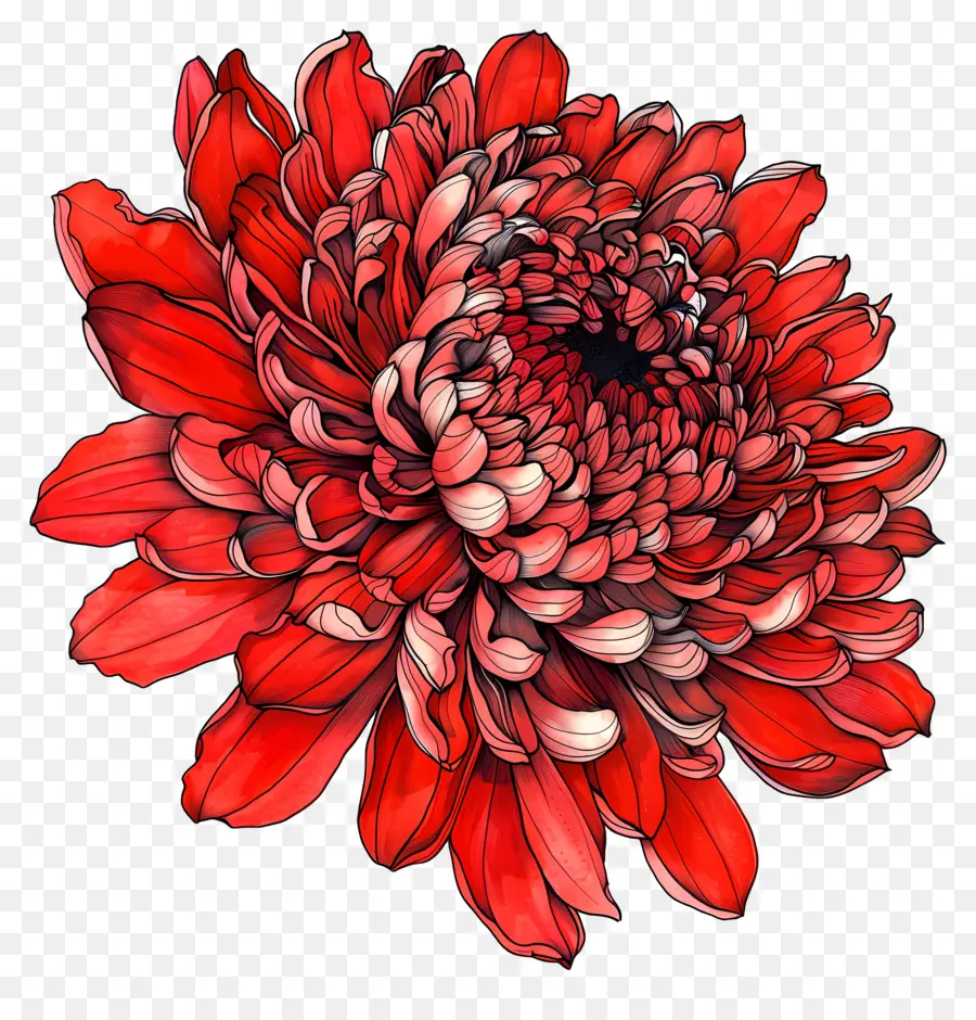 Rouge Chrysanthème，Fleur De Dessin PNG