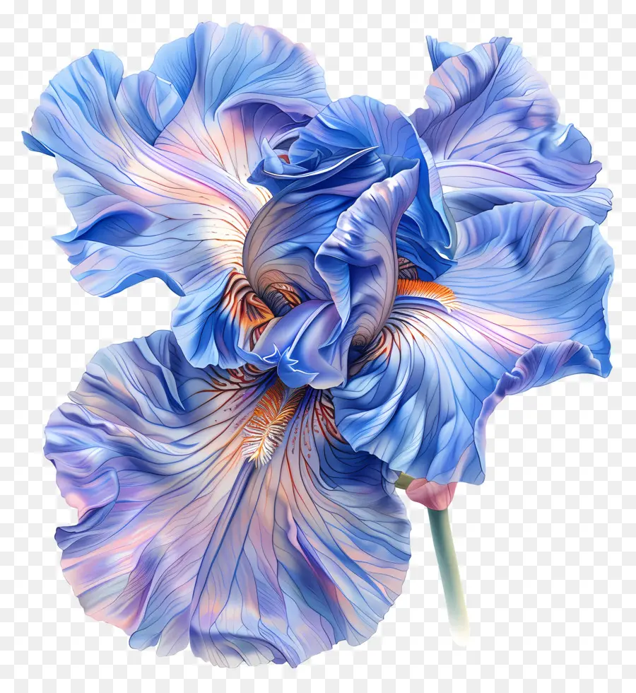 Iris Fleur，Bleu Iris PNG
