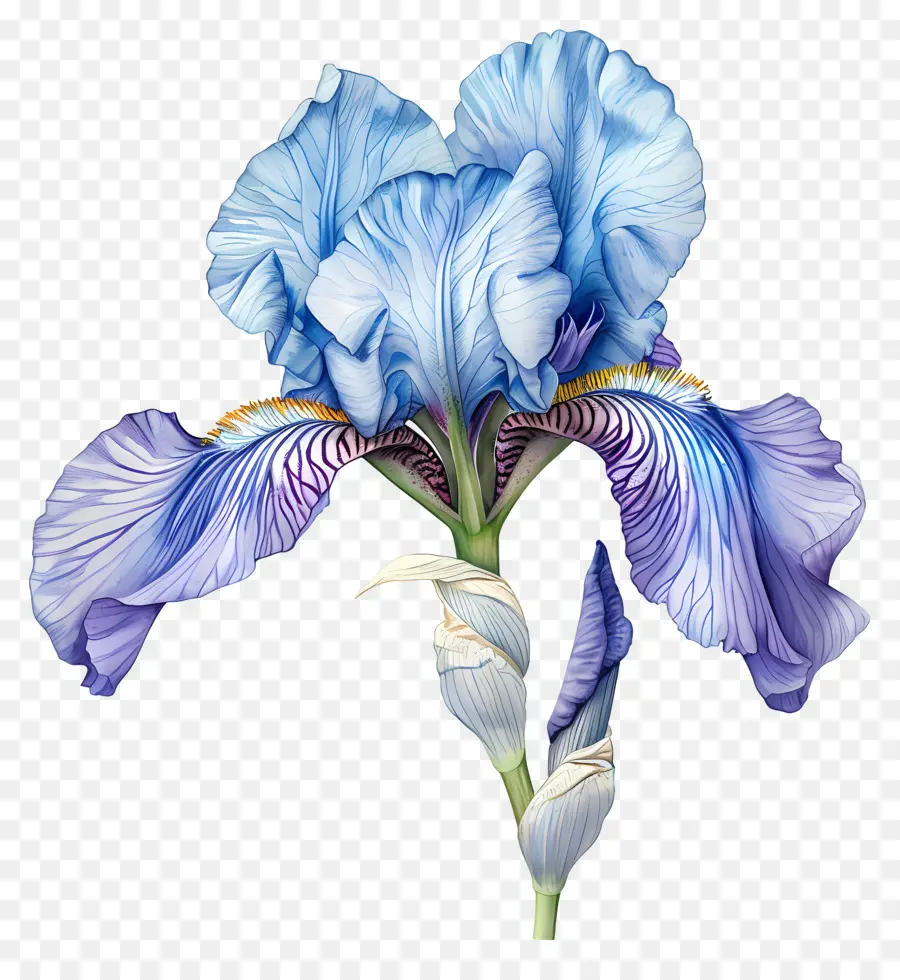 Iris Fleur，Peinture à L'aquarelle PNG