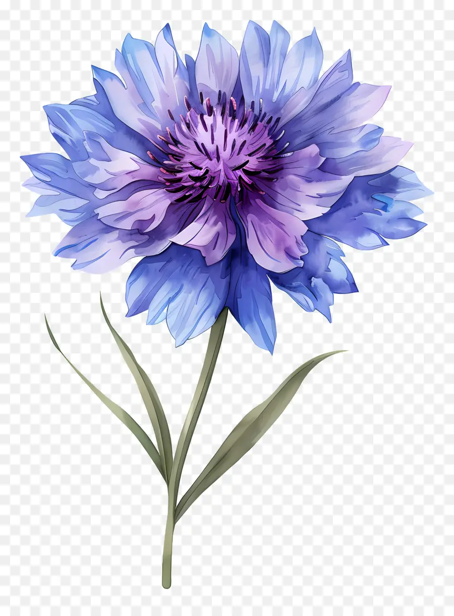 Fleur De Marn Pourpre，Fleur Bleue PNG