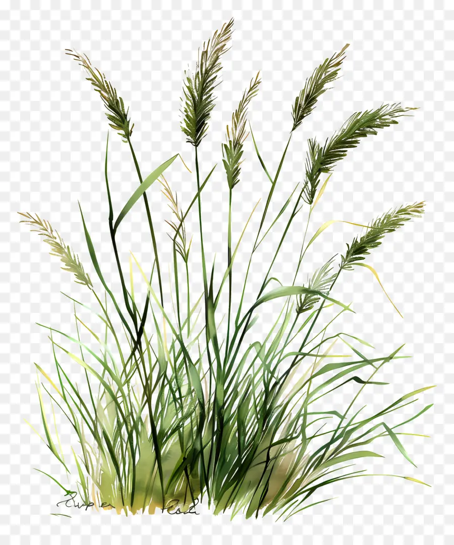 Grass De Karl Foerster，L'herbe PNG