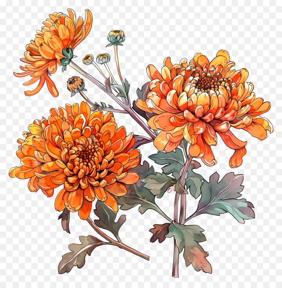 Orange Chrysanthème，Chrysanthème PNG
