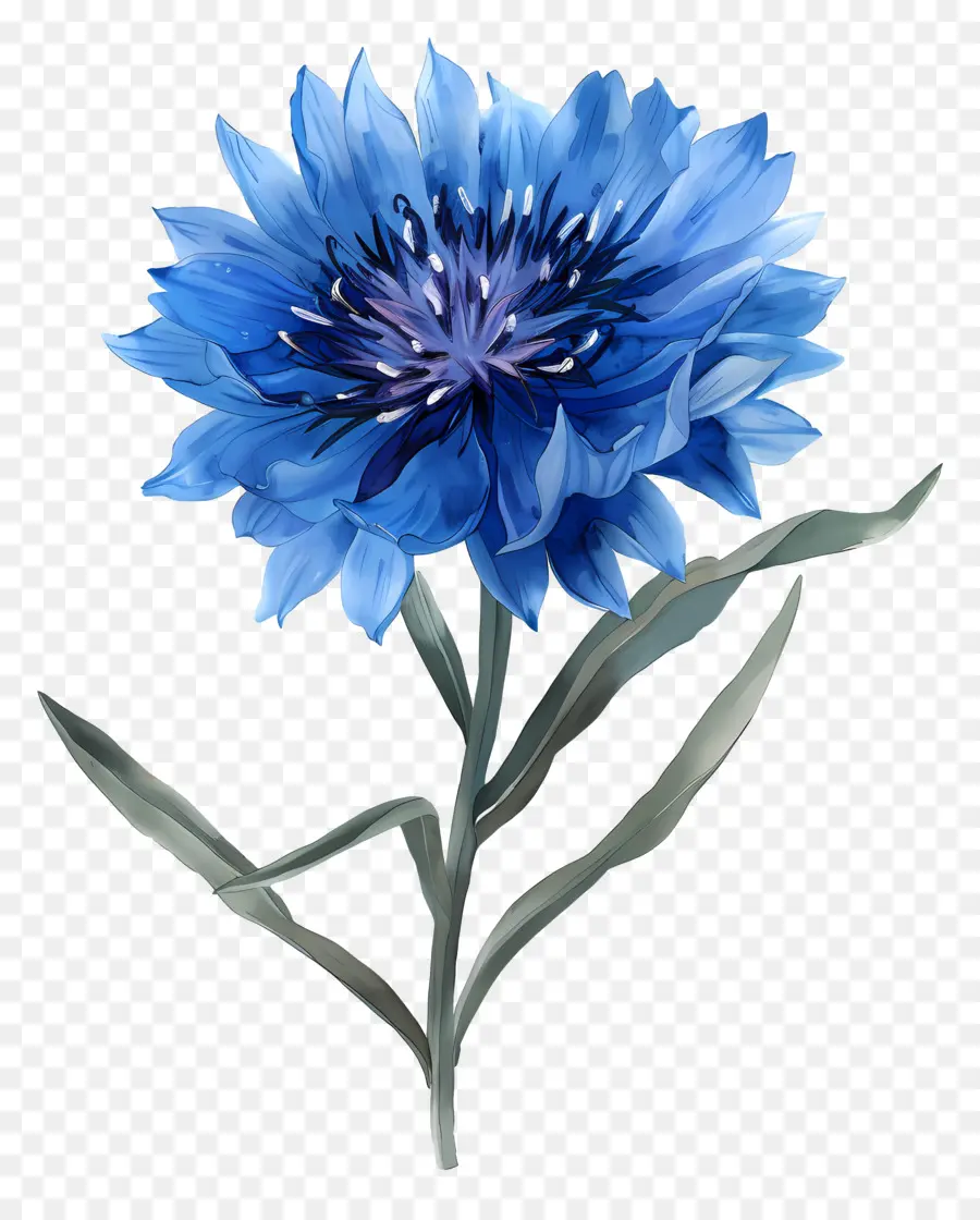 Bleu Bleuet，Fleur Bleue PNG