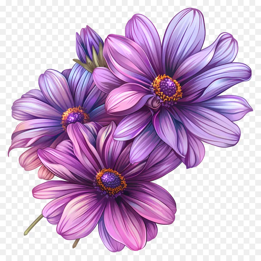 Violet Marguerites，Fleurs Pourpres PNG