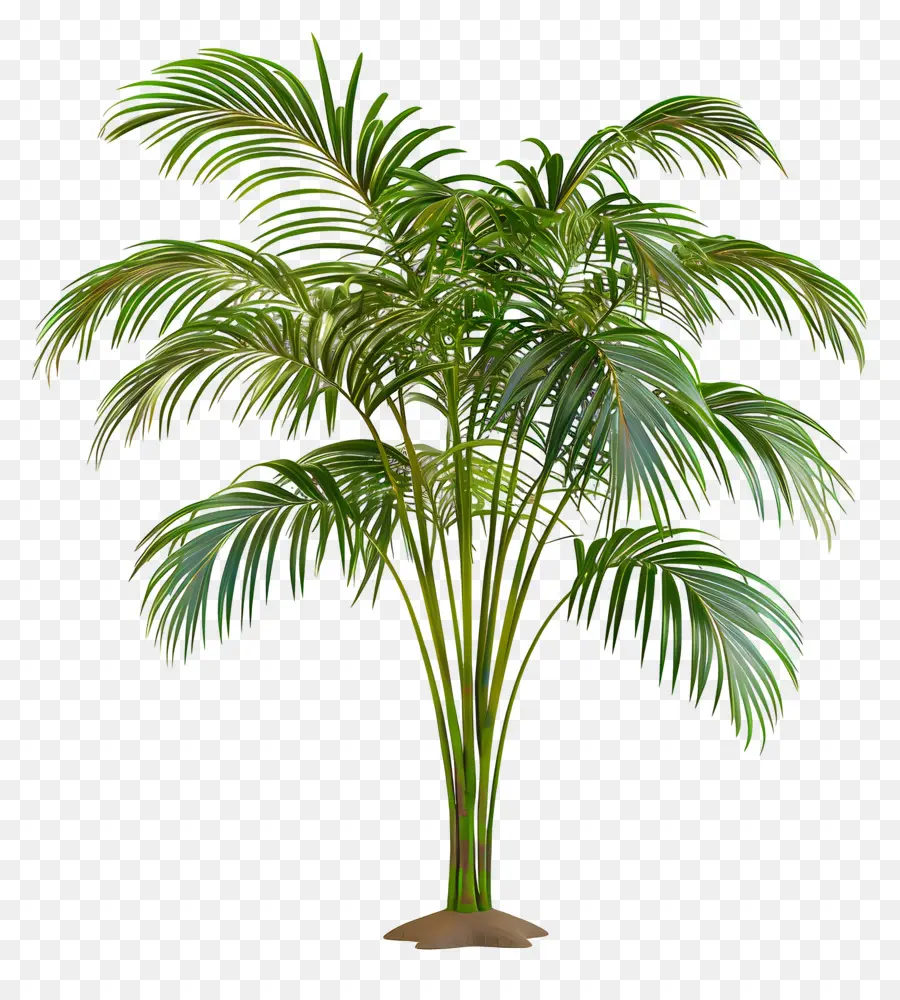 Areca Palmier，Palmier PNG