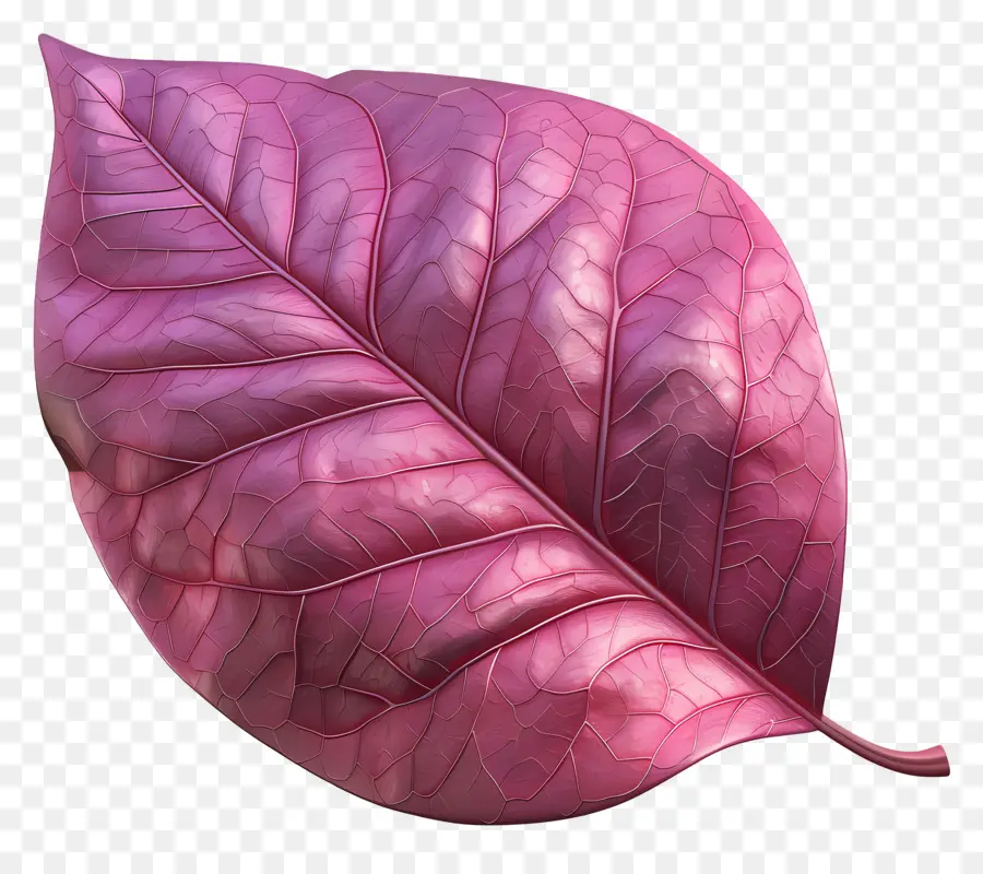 Feuille，Feuille De Rose PNG