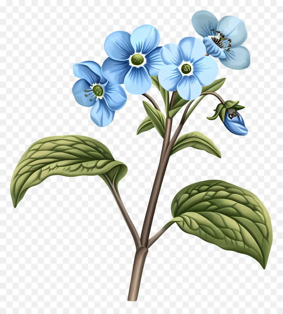 M'oublie Pas De Fleurs，Fleur Bleue PNG