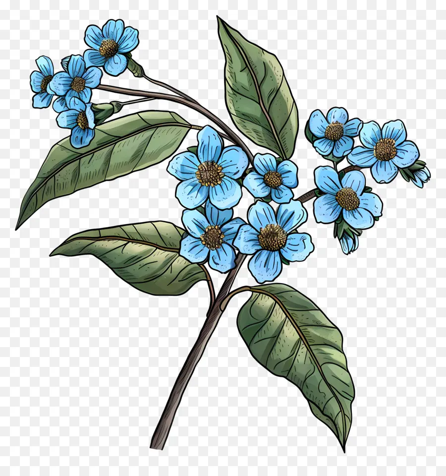 M'oublie Pas De Fleurs，Fleur Bleue PNG
