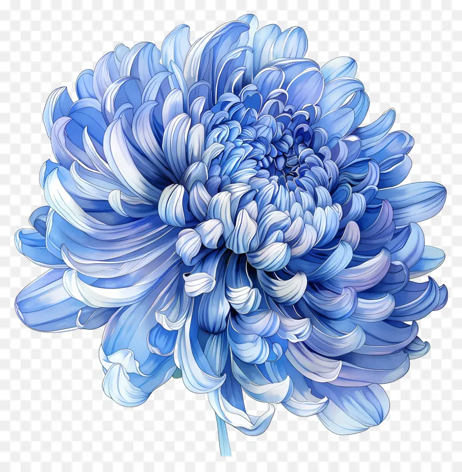 Chrysanthème Bleu，Fleur Bleue PNG