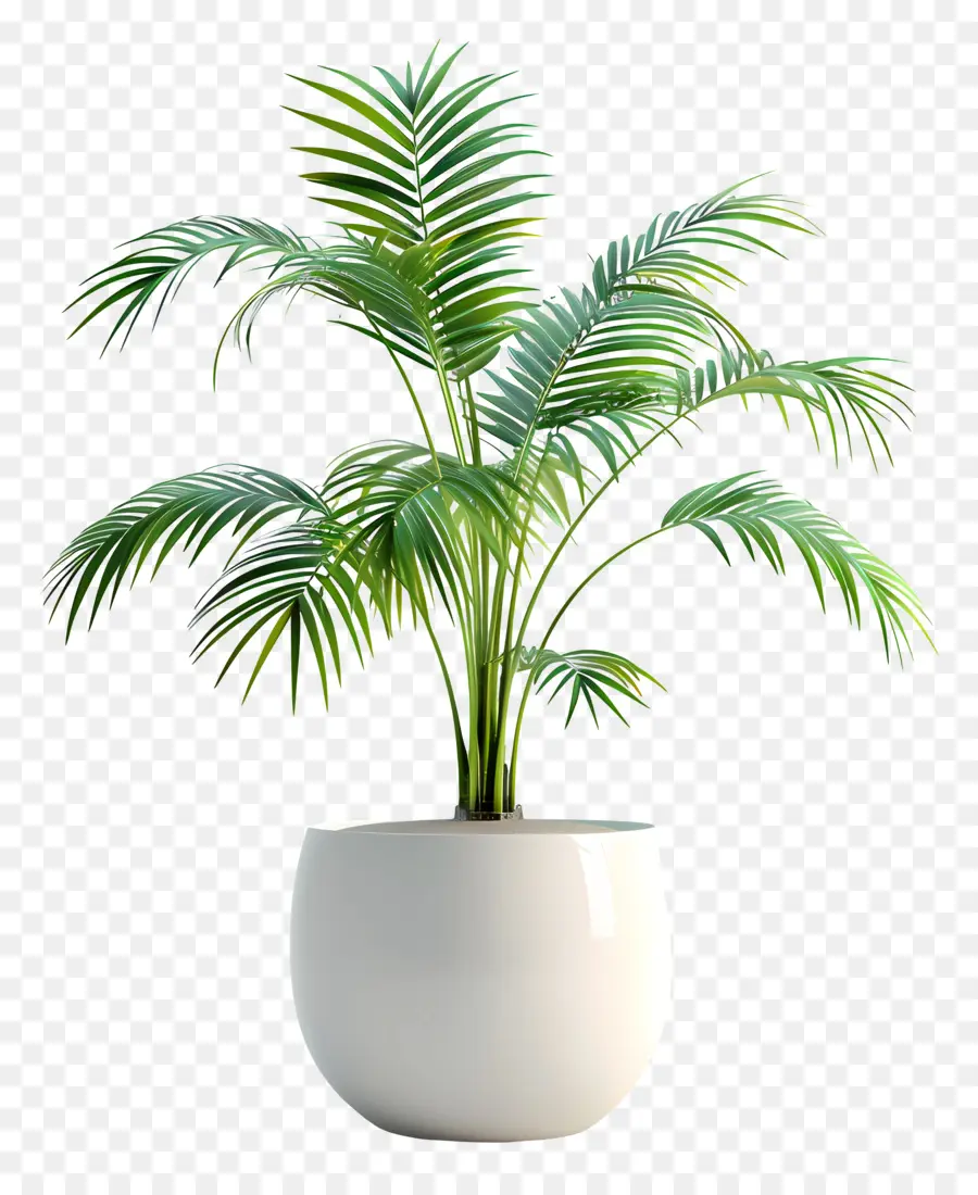 Areca Palmier，Jardinière En Porcelaine Blanche PNG