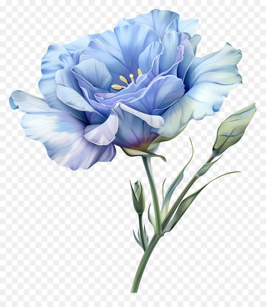 Fleur De Lisianthus Bleu，Peinture De Fleurs Bleues PNG