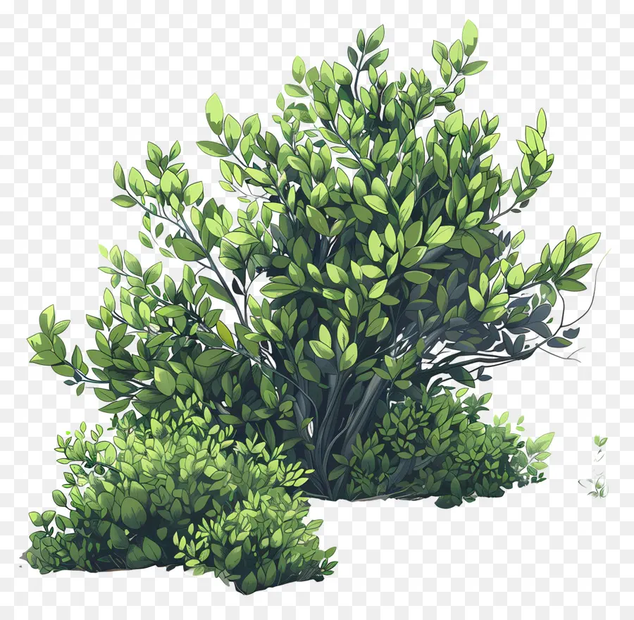 Arbuste，Vert Buisson PNG