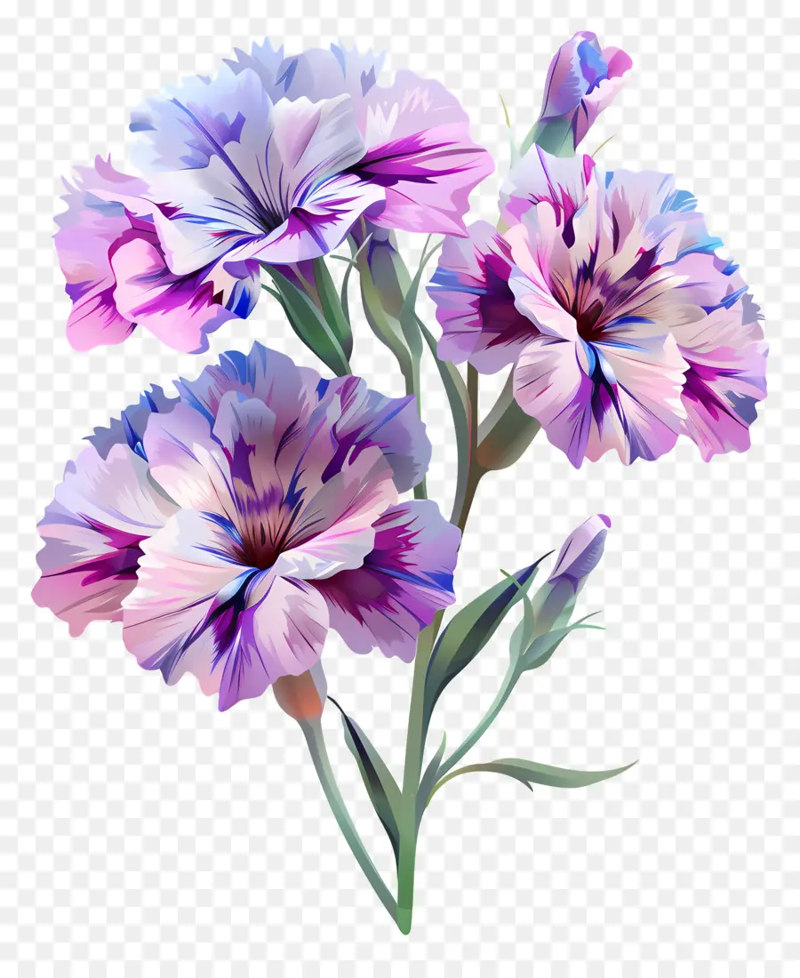Fleur De Dianthus，Des œillets Roses PNG