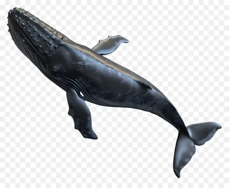 Baleine，L'océan PNG