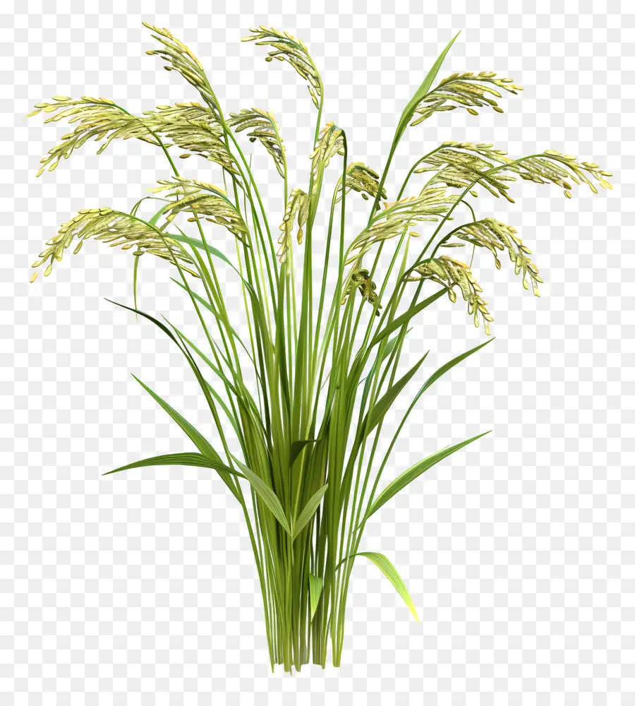 Plante De Riz，Les Plants De Riz PNG