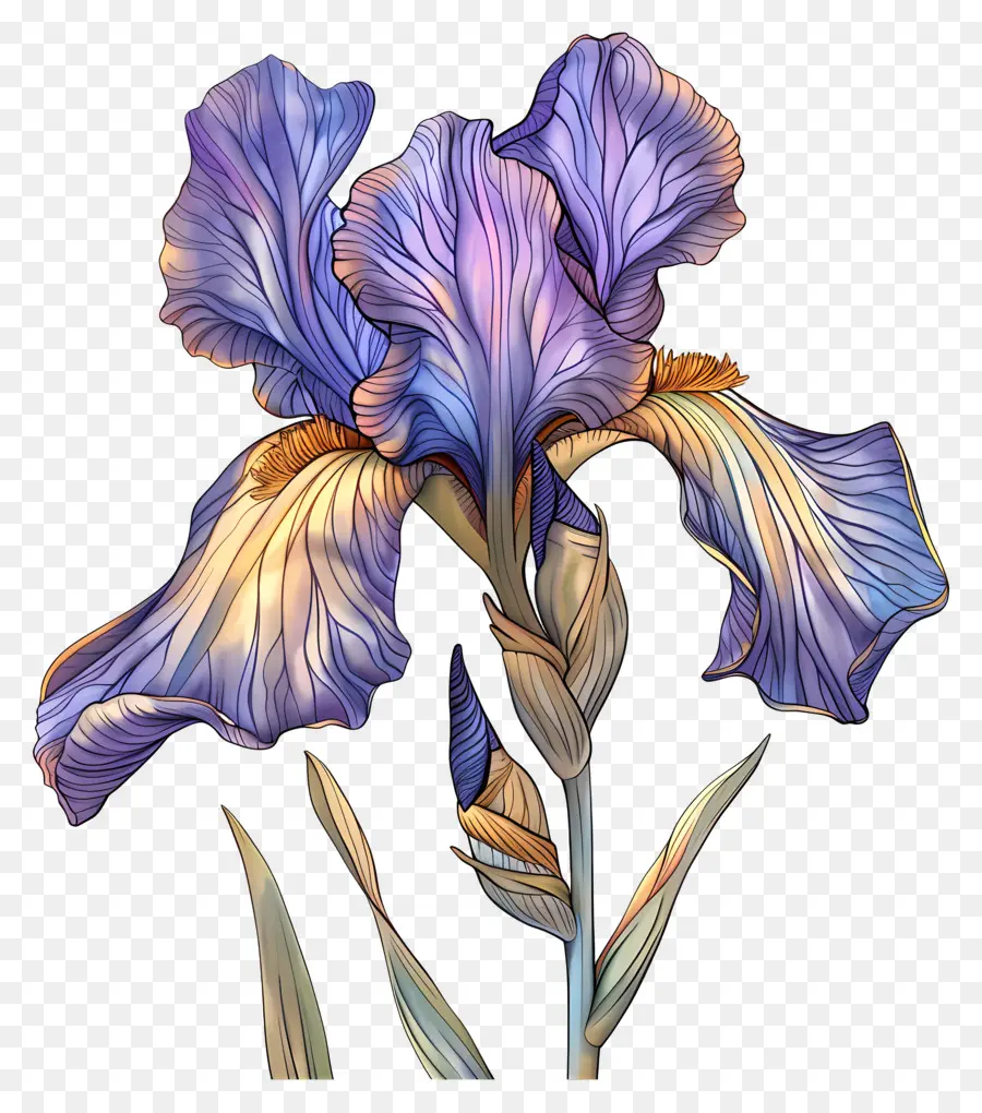 Iris Fleur，Pétales Bleus Et Violets PNG