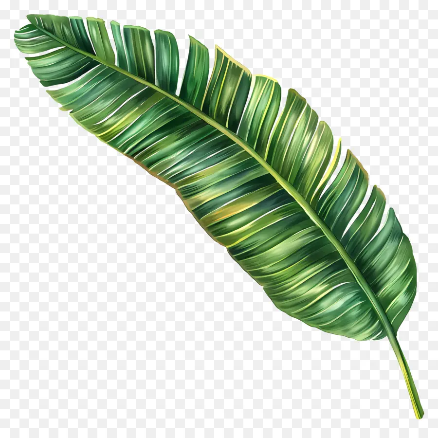 Feuilles De Coco，Feuille De Bambou PNG