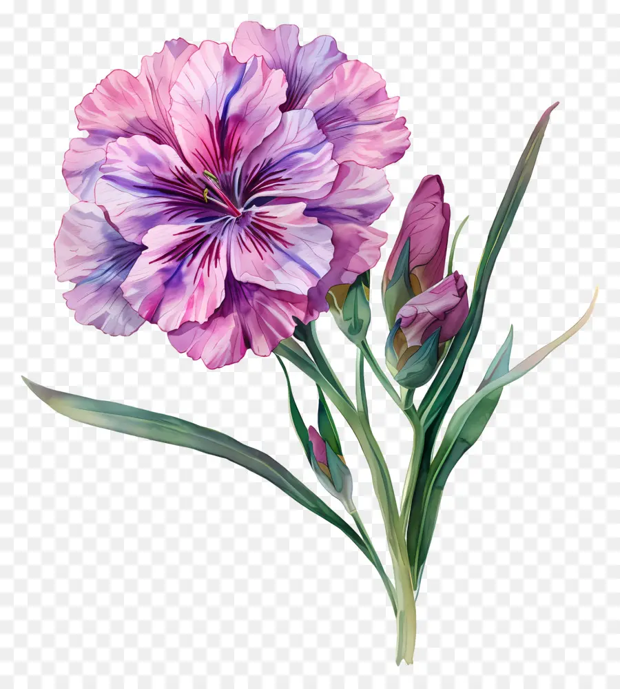 Fleur De Dianthus，Peinture à L'aquarelle PNG