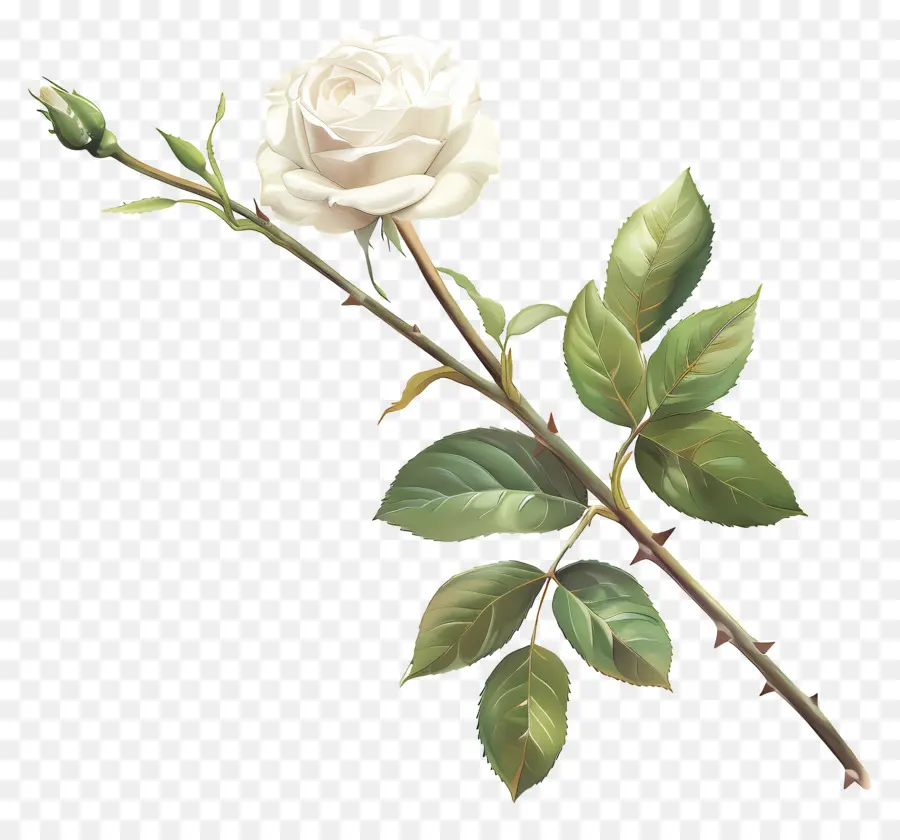 Rose Blanche，Fleur PNG