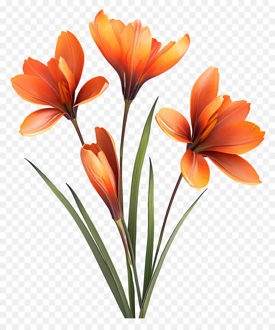 Safran Crocus，Des Fleurs D'orange PNG