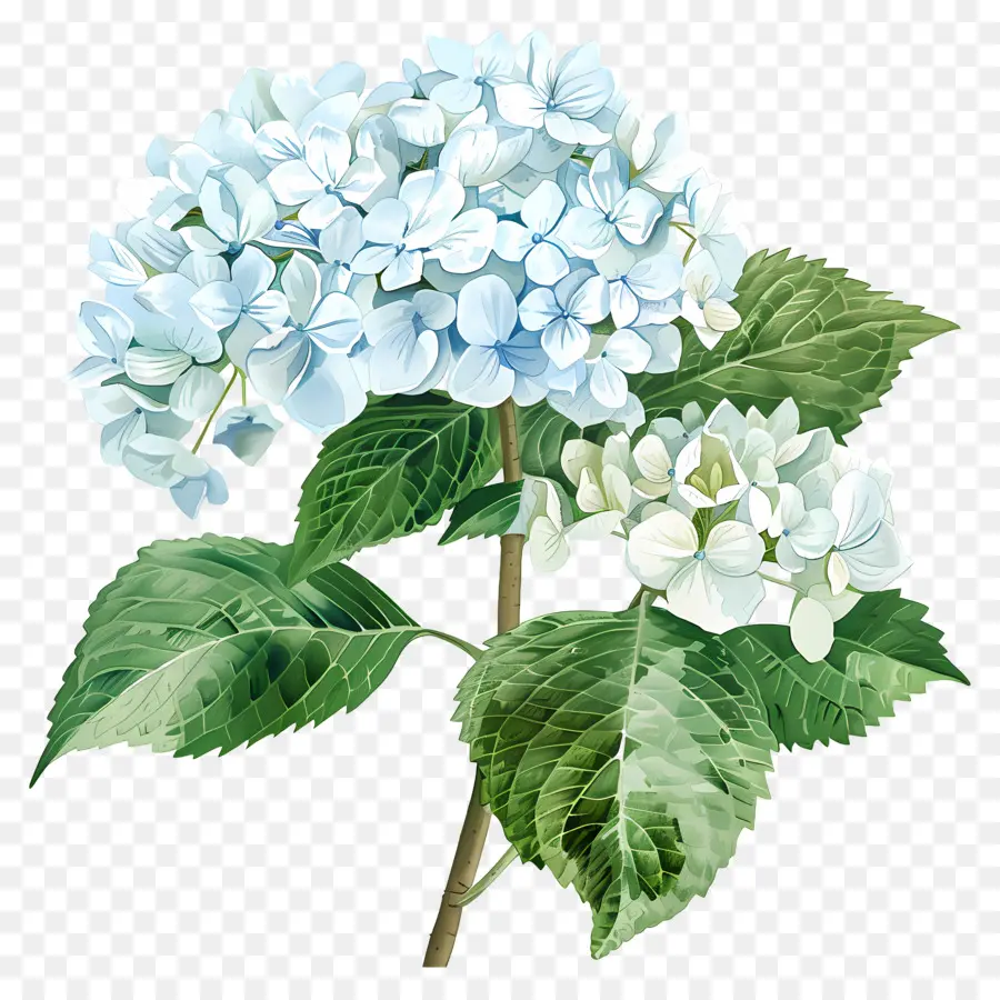 Petite Bombasse Hydrangea，Fleur D'incendie Bleu PNG