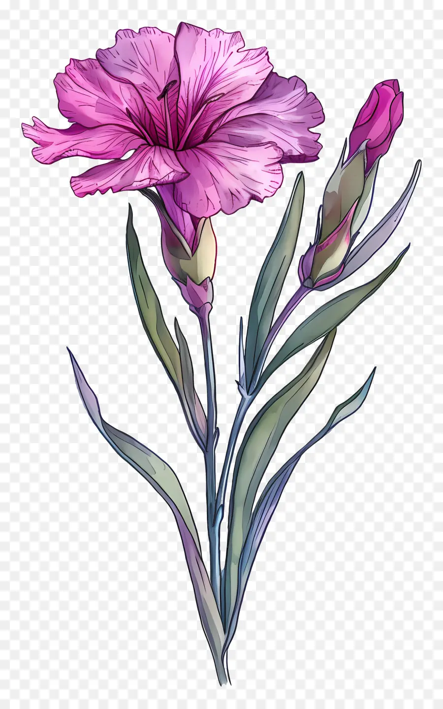 Fleur De Dianthus，Fleur Rose PNG