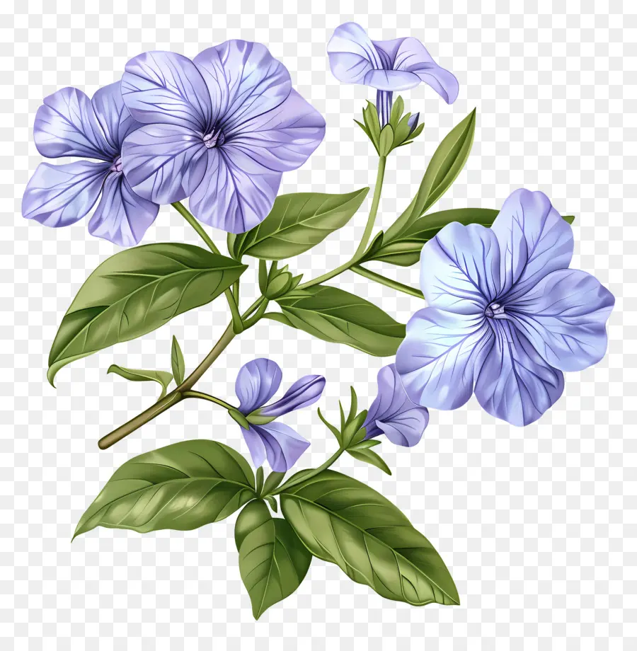 Fleurs De Perwinkle，Fleur Bleue PNG