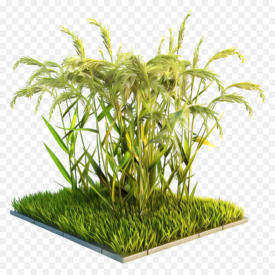 Paddy Récolte，Champ D'herbe 3d PNG