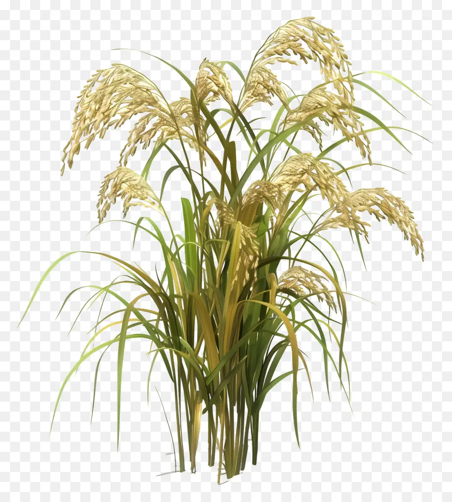 Plante De Riz，Brun Usine PNG