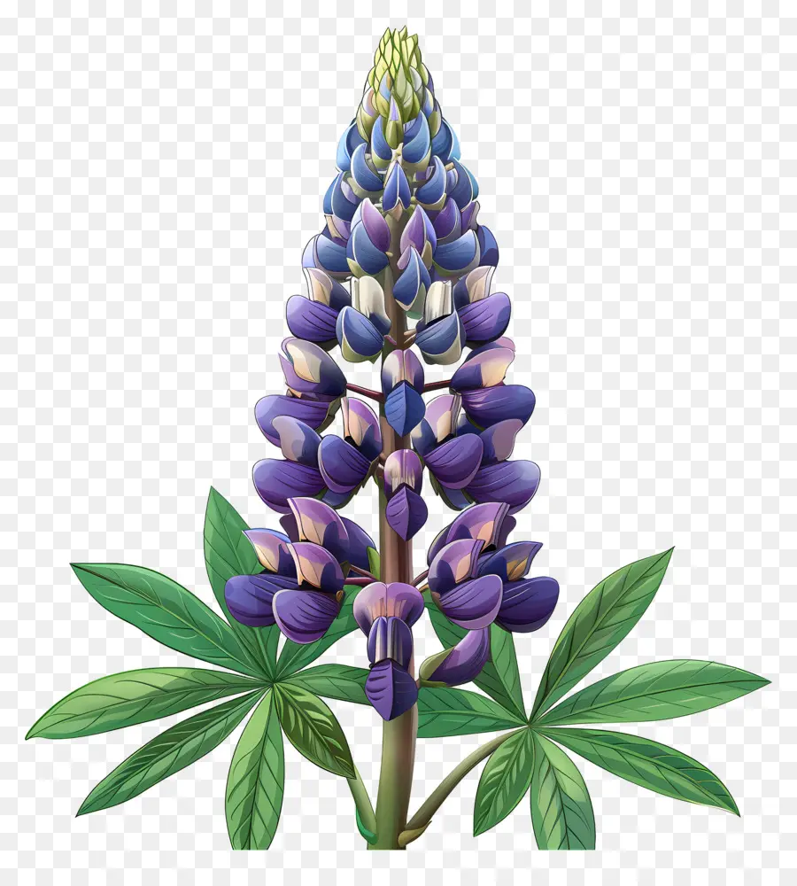 Fleur De Lupin，Fleurs De Lupin PNG