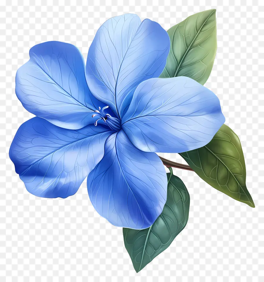 Fleur De Périonche，Fleur Bleue PNG