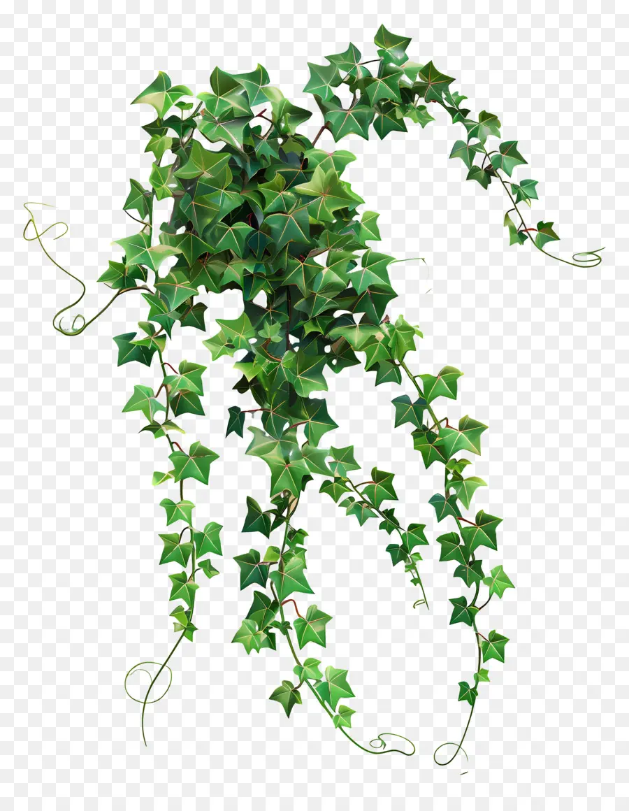 Wall Ivy，Plante De Lierre PNG