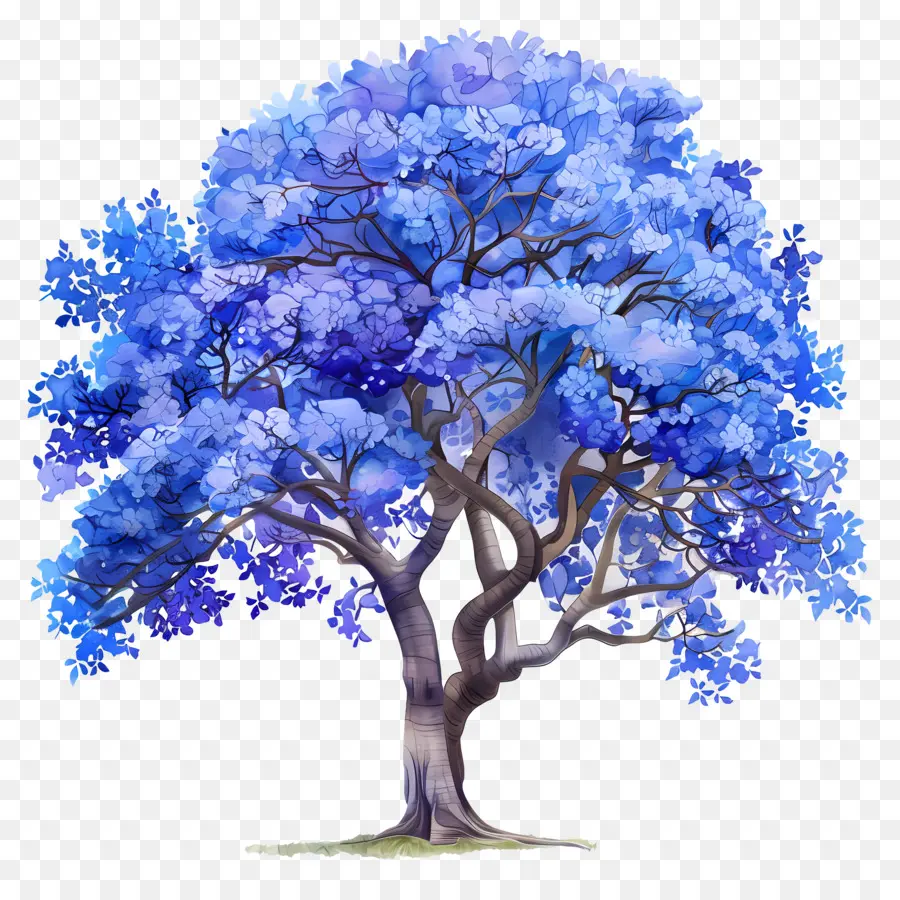 Arbre Jacaranda Bleu，Feuilles Bleues PNG