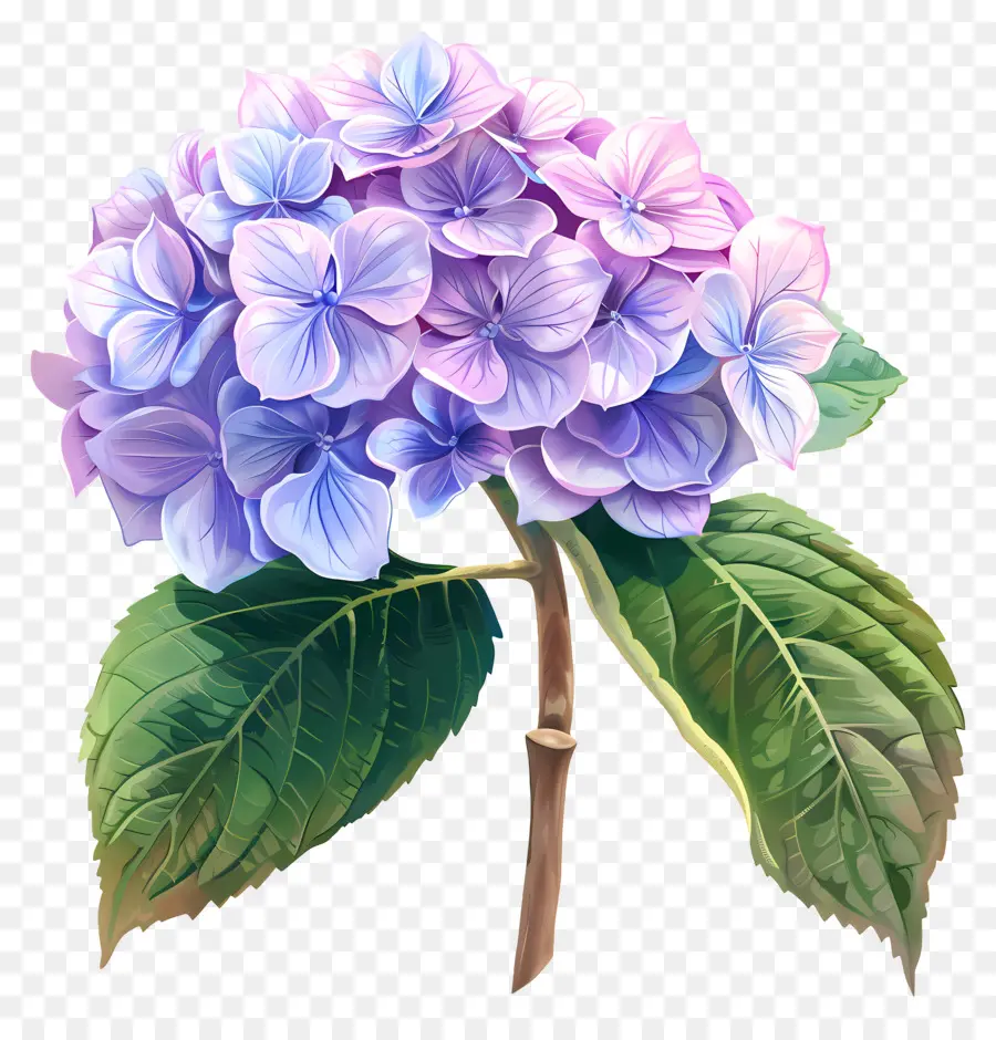 Petite Hortensia Bombasse，Fleur D'hortensia PNG