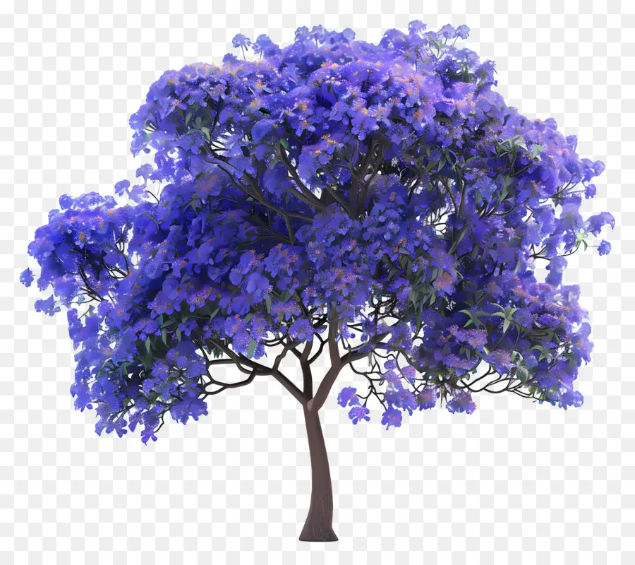 Arbre Jacaranda Bleu，Fleurs Pourpres PNG