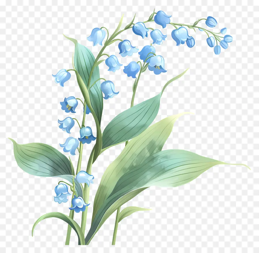 Le Lys De La Vallée，Fleurs Bleues PNG