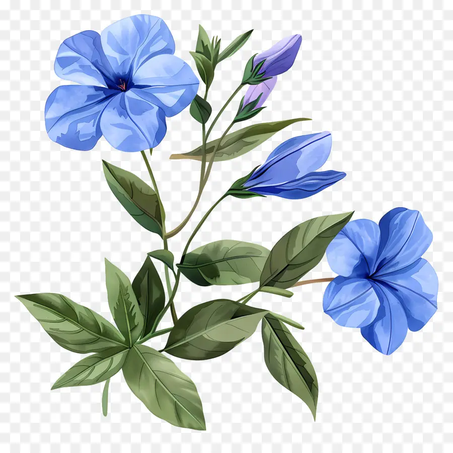 Fleurs De Per Ontenche，Fleur Bleue PNG