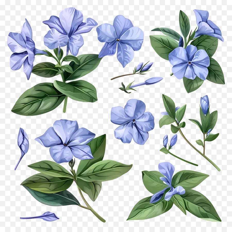 Fleurs De Perwinkle，Pannes Bleues PNG