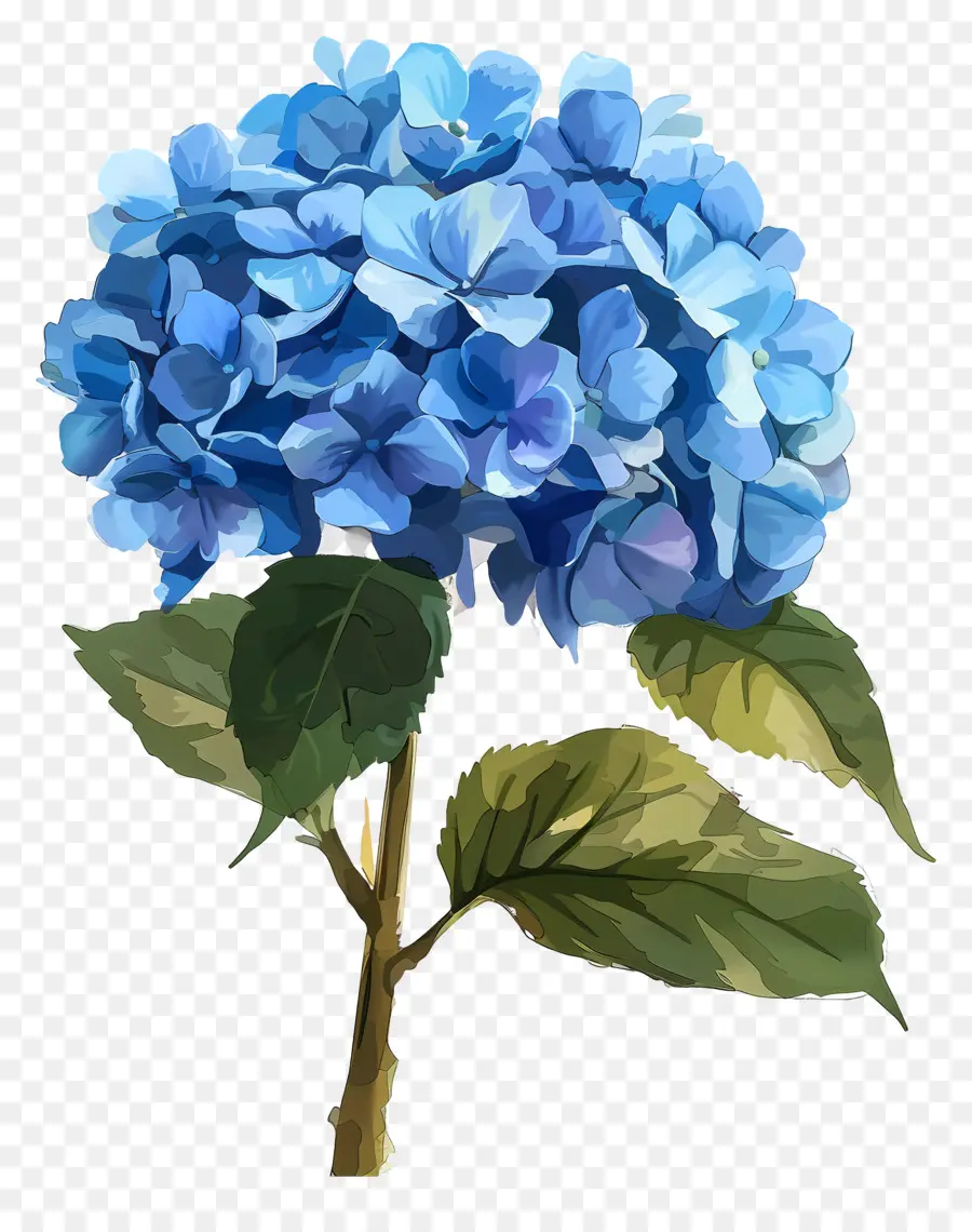 Bleu Hortensia，Fleur Bleue PNG