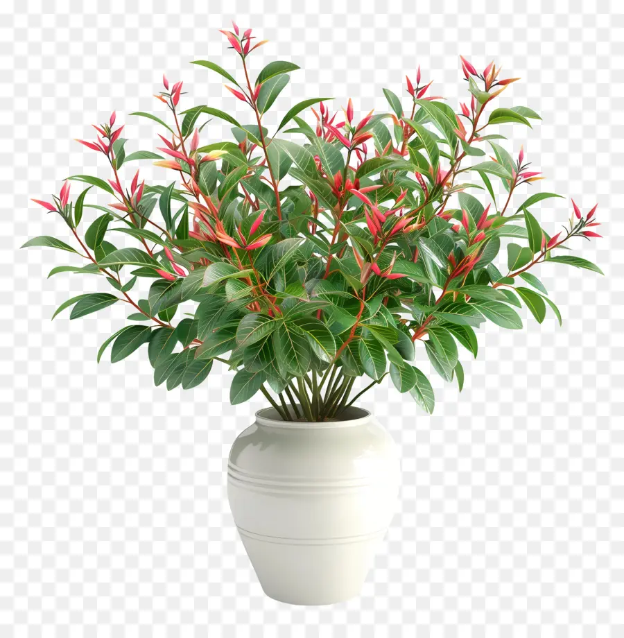 Nandina Domestica，Vase Blanc PNG