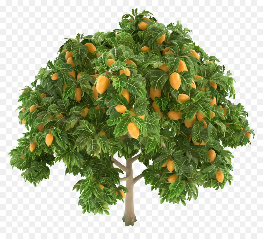 Manguier，Oranger PNG